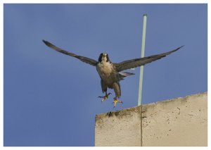 Peregrine falcon