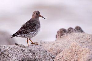 Purple Sandpiper