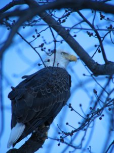 Bald Eagle