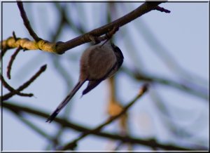 New Year New Long-tailed Tit