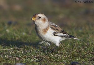 Snow Bunting