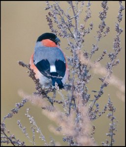 Bullfinch