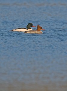 A pair of Goosanders