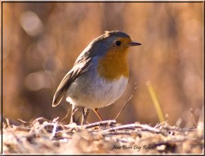 Another Robin From New Years day!