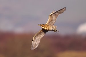 Bittern in flight