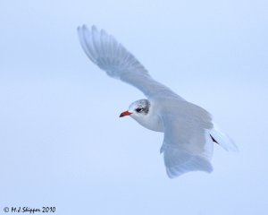 Mediterranean Gull