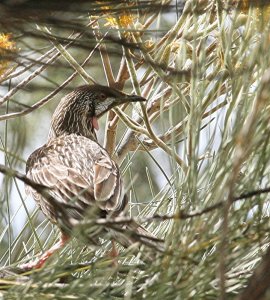 Red Wattlebird