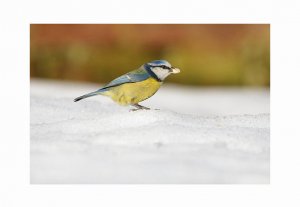 Blue tit