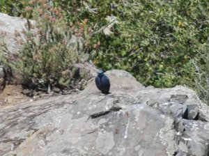 blue rock-thrush