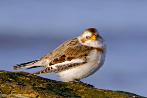 Snow Bunting