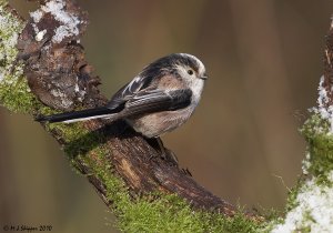 Long-tailed Tit