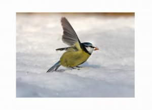 blue tit