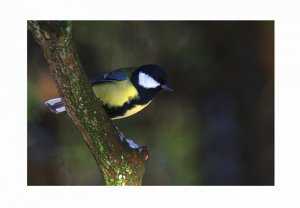 Great tit