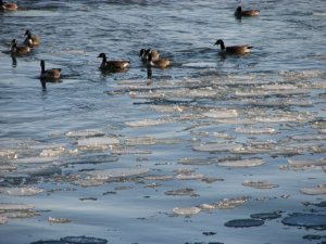 Brrrrrrr - Ice pads & Geese