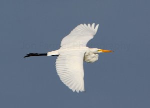 GREAT EGRET