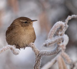 Winter Wren