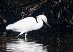 Snowy Egret Hunting