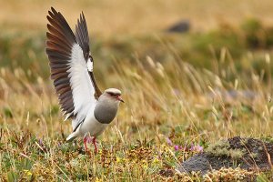 Andean Lapwing