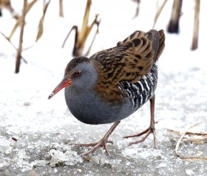 Hungry Water Rail