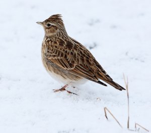 Sky Lark in the snow