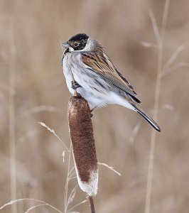 Reed Bunting