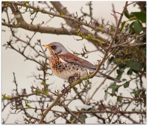 Fieldfare