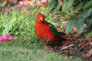 King Parrot