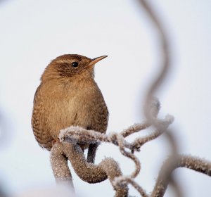 Winter Wren again