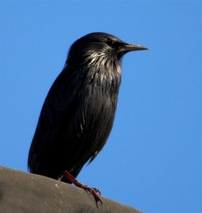 Spotless Starling a First