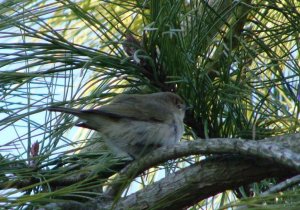 chiffchaff