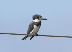 BELTED KINGFISHER