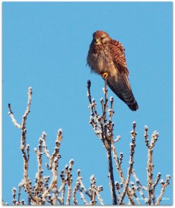 Kestrel