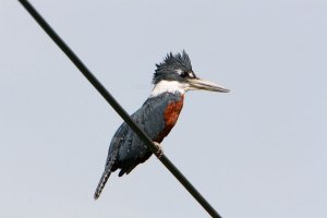 Ringed Kingfisher