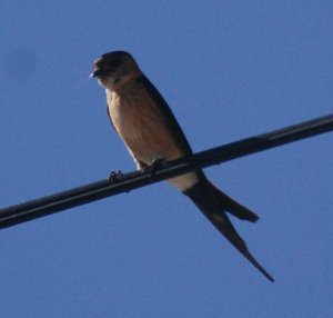 red-rumped swallow PORTGUAL