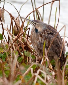 American Bittern Hiding Out