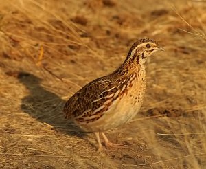 Common Quail -