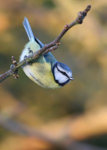 Blue Tit