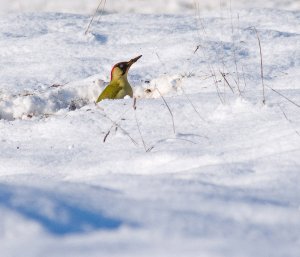 Green Woodpecker in the Snow