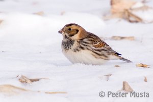 Lapland Longspur - Hagersville, Ontario, Canada