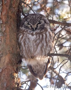 Boreal Owl - Amherst Island, Ontario, Canada