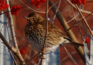 Song Thrush