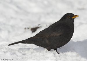 Blackbird