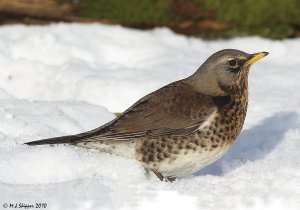 Fieldfare