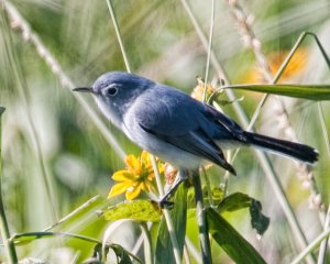 Blue-Gray Gnatcatcher