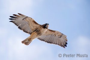 Red-tailed Hawk (Cambridge, Ontario, Canada)