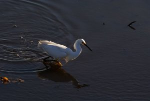 Snowy Egret