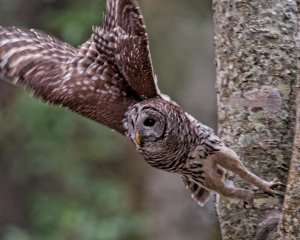 Barred Owl Taking Off