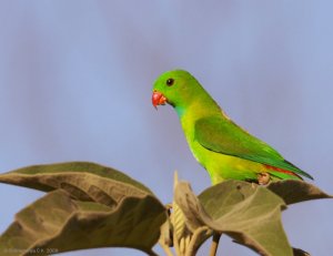 Indian Hanging Parrot