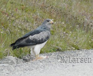Buzzard-Eagle, adult