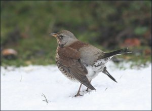 Fieldfare